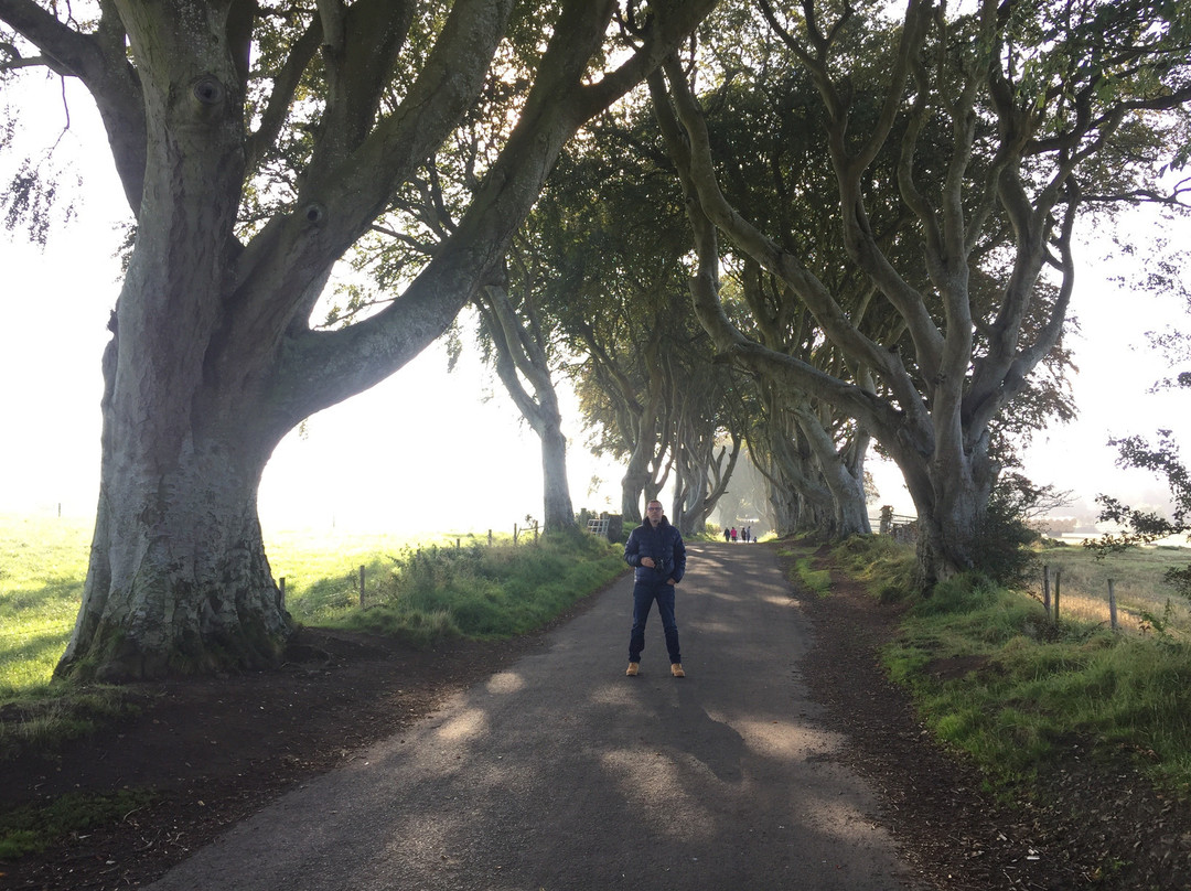 Dark Hedges Experience景点图片