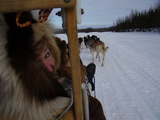 Alaskan Husky and Horse Adventures景点图片
