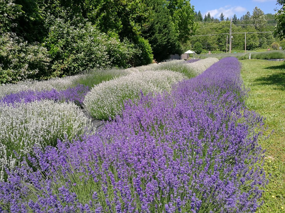 Snofalls Lavender Farm景点图片