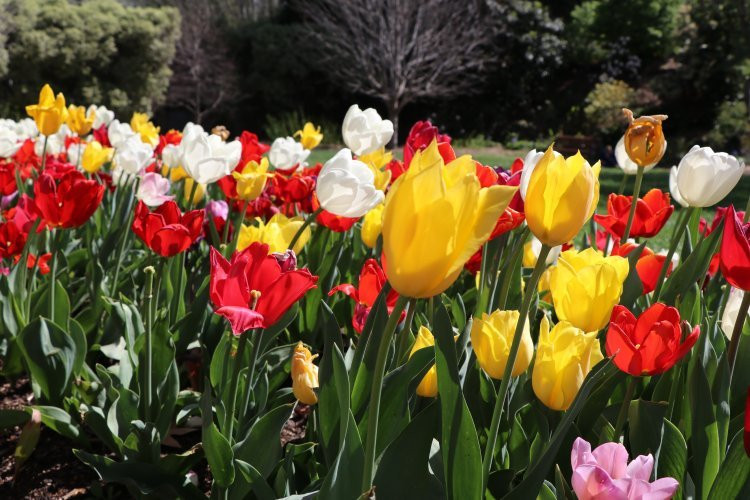 Leighton Gardens-Moss Vale必去景点