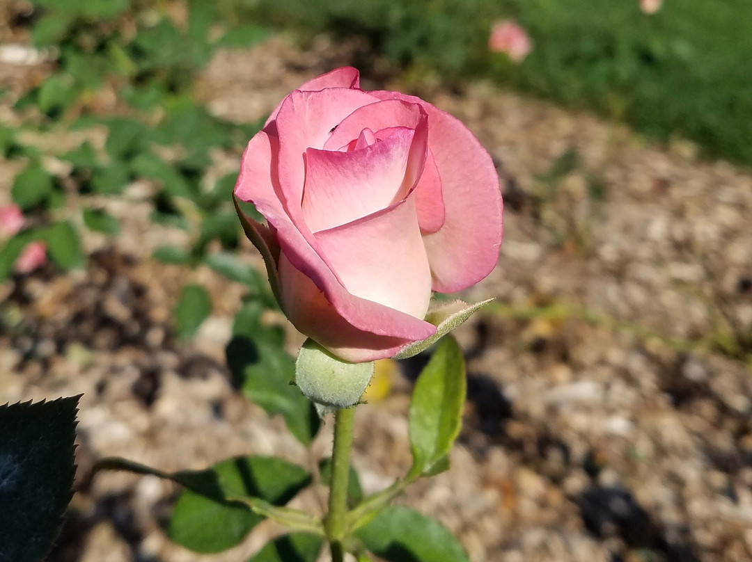 Whetstone Park / Park of Roses-哥伦布必去景点
