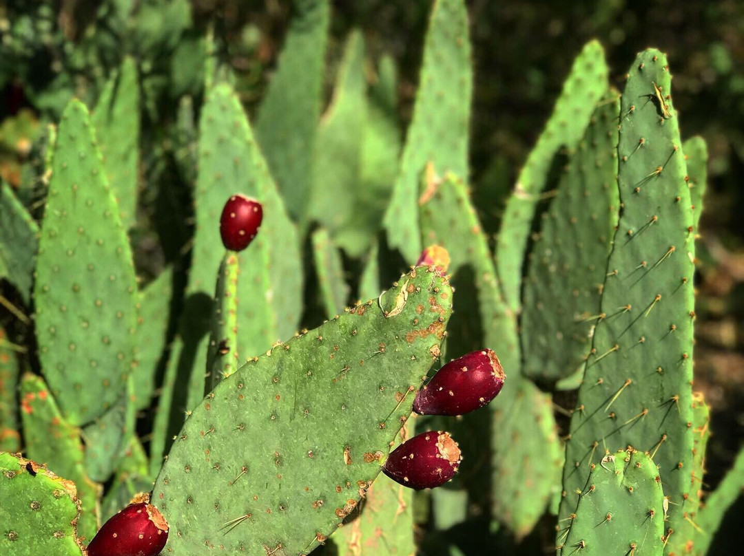 Dog Canyon Trail-阿拉莫戈多必去景点