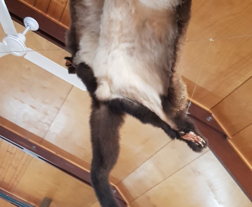 Ravenshoe Visitor Centre-Ravenshoe必去景点