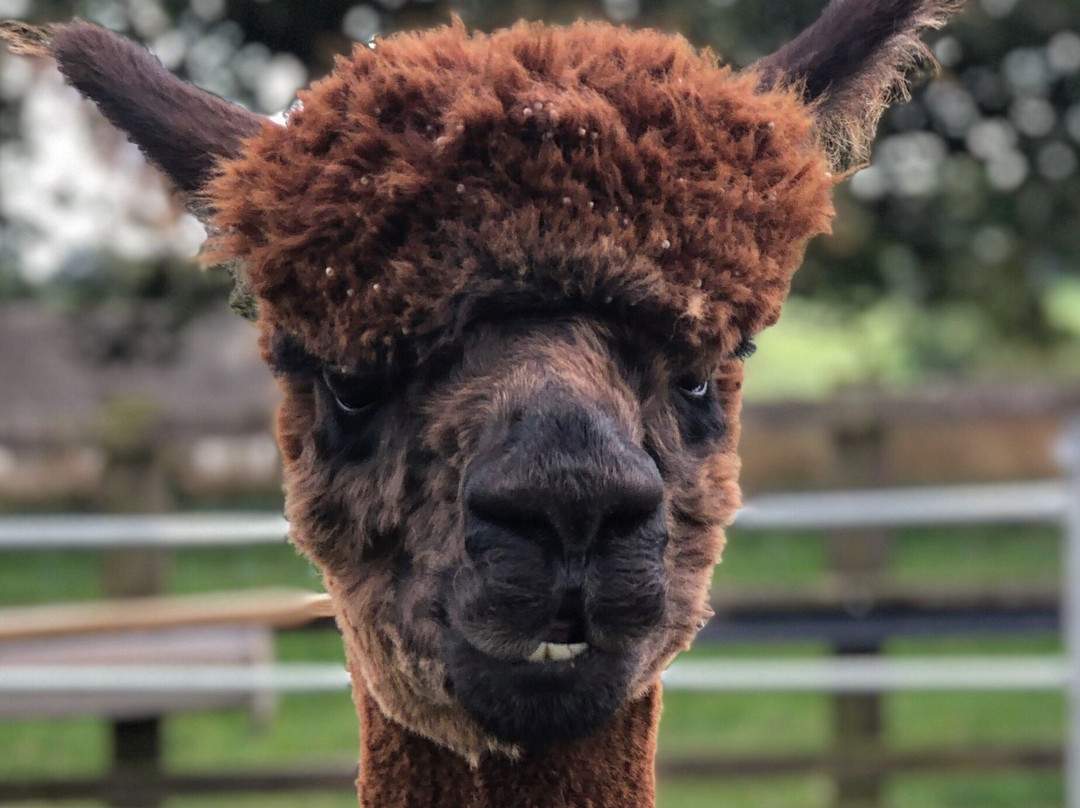 Alpaca Park Farm景点图片