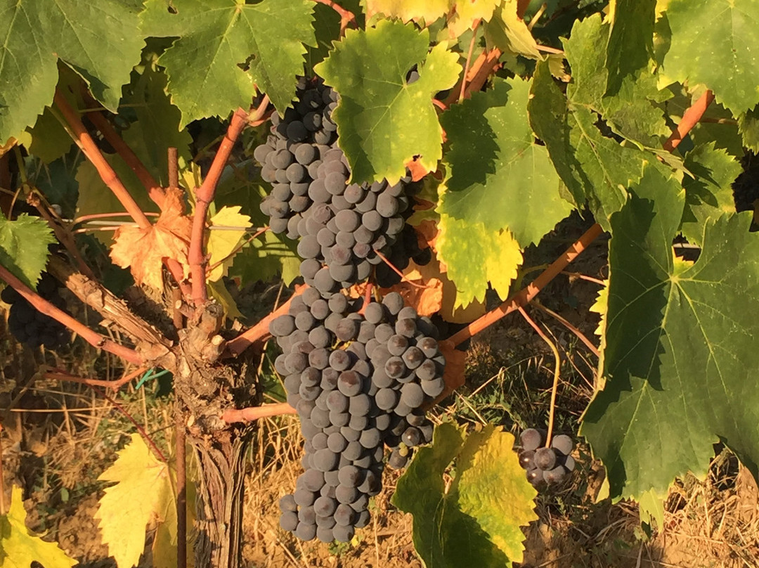Fattoria Vignavecchia-拉达因基安蒂必去景点