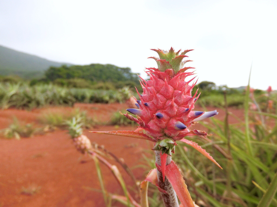 Akamine Pineapple Garden景点图片