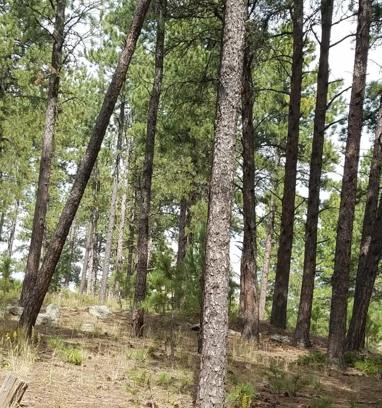 Breezy Point Picnic Area-基斯通必去景点