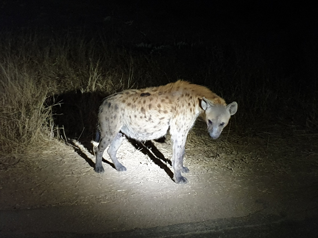 Kruger Park Tours - Kruger Game Drive-雾观必去景点