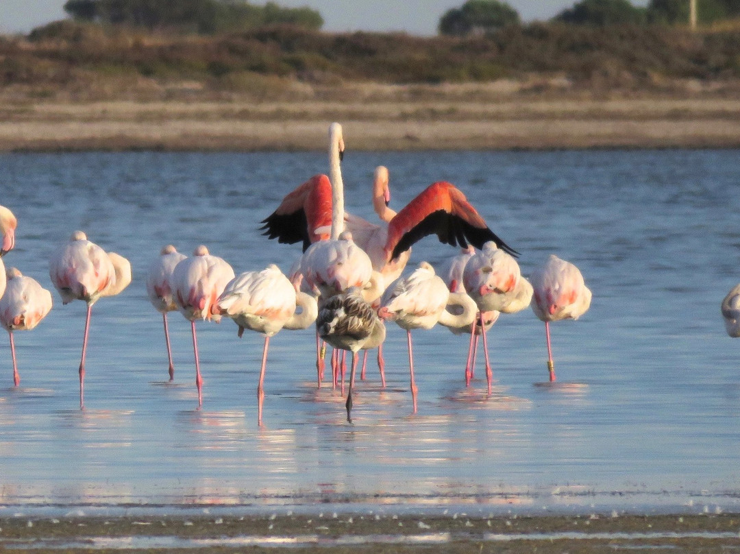 Birding Languedoc景点图片