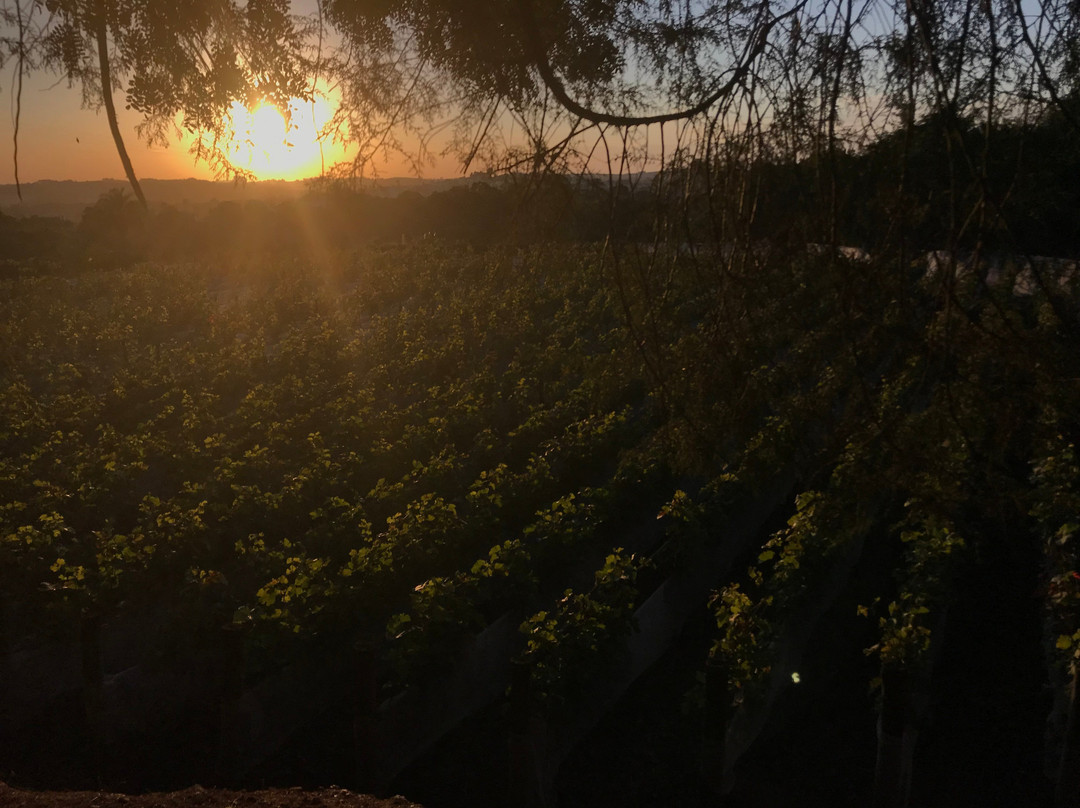 Pousada do Vinhedo主图