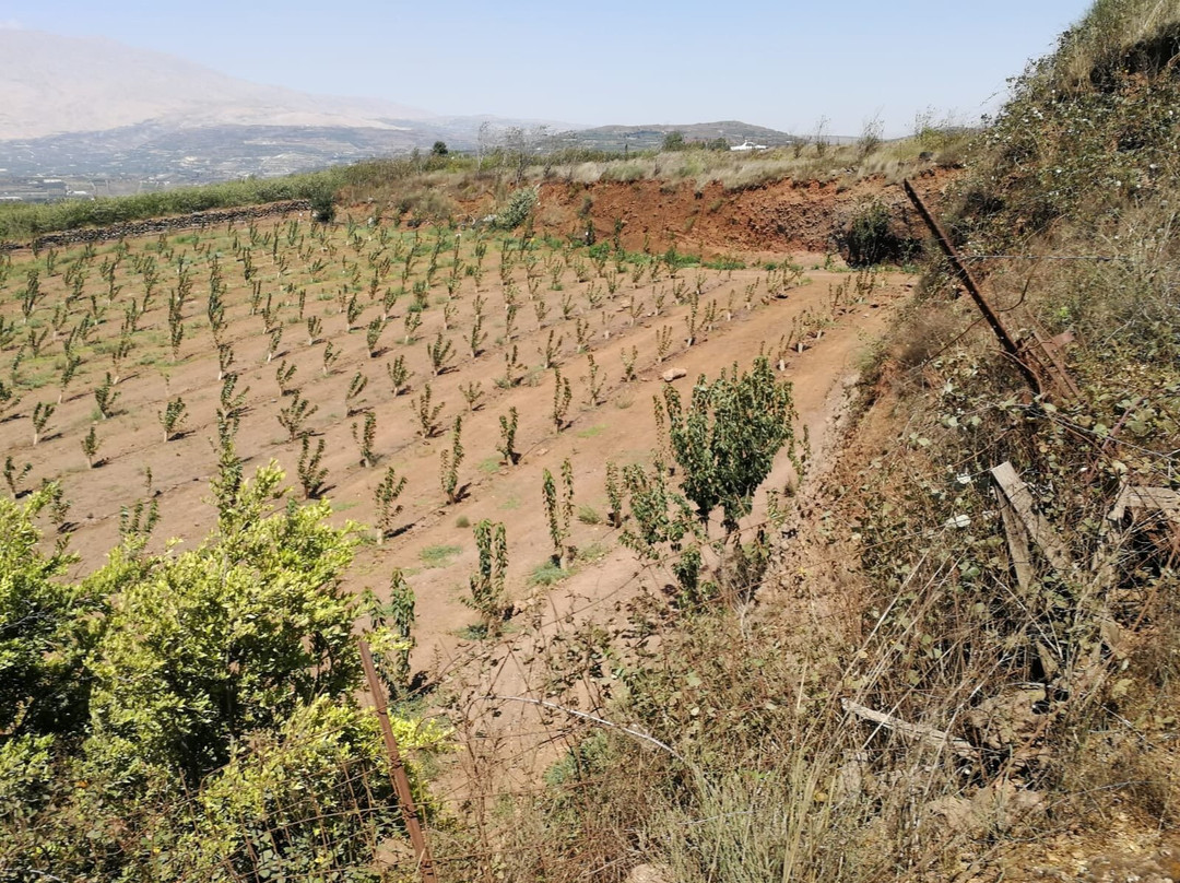 The Flying Turtle-Merom Golan必去景点