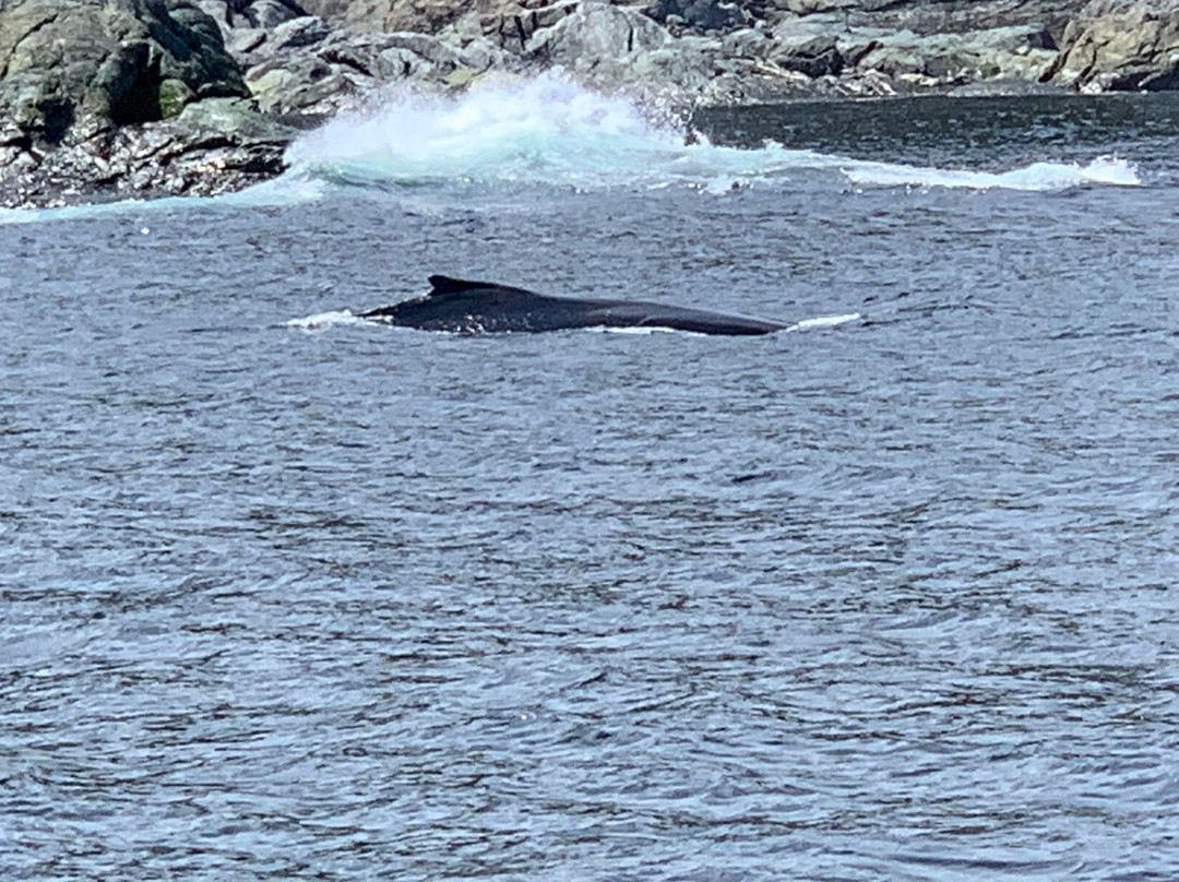 Northland Discovery Boat Tours景点图片