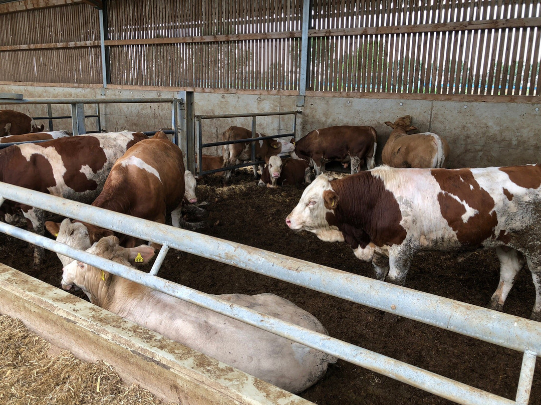 Ferienhof Bettmann主图