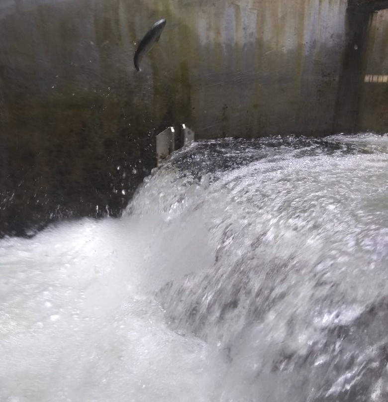 Capilano Salmon Hatchery景点图片