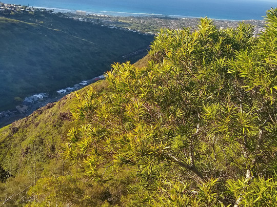 Mau'uame Trail Trailhead-Kahala必去景点