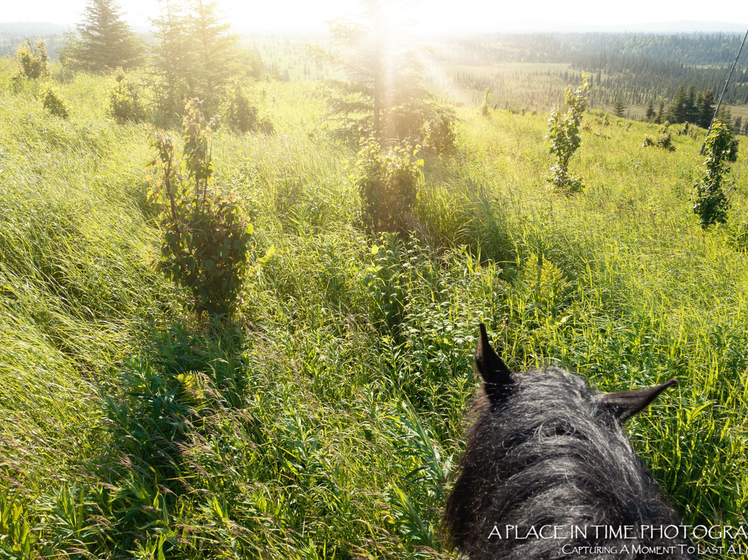 Alaska Draft Horse景点图片