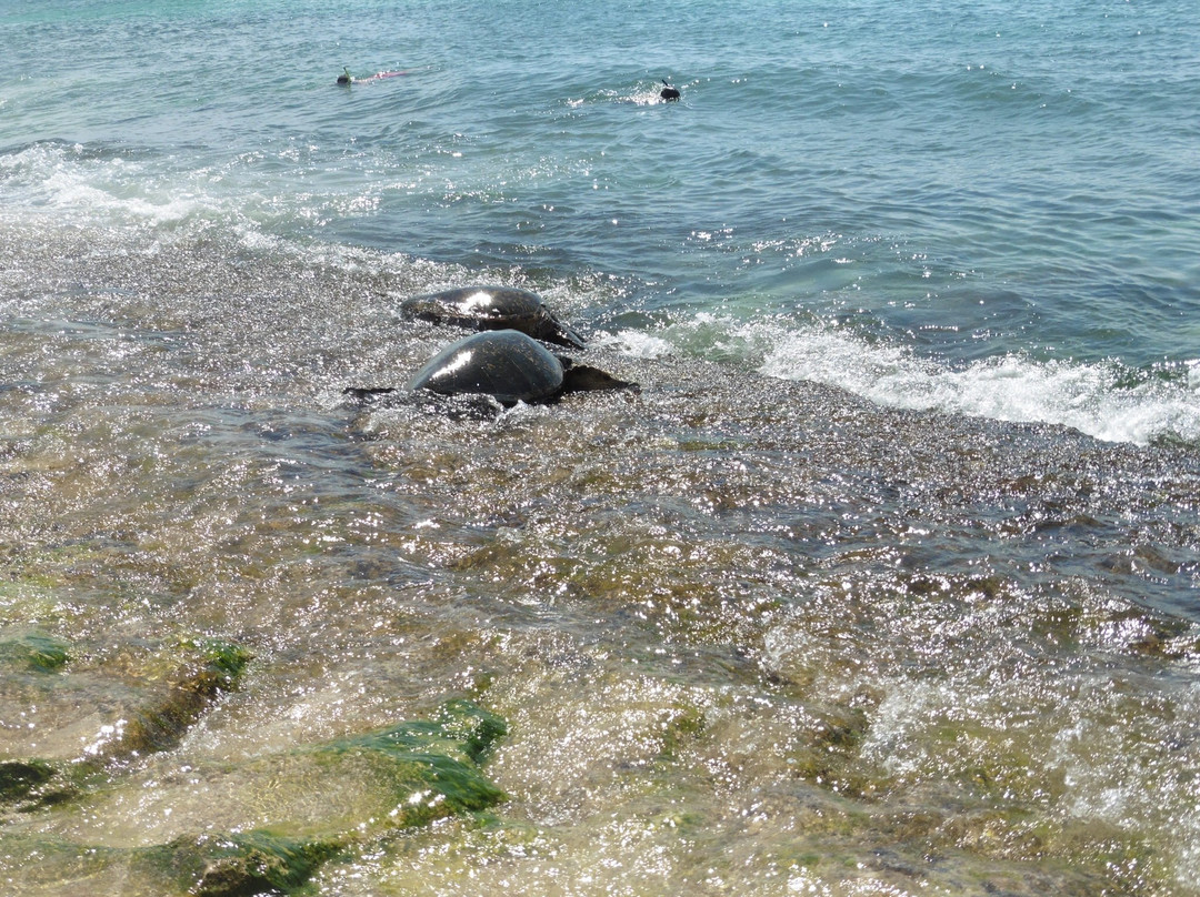 North Shore Tours & Beach Bus-火奴鲁鲁必去景点