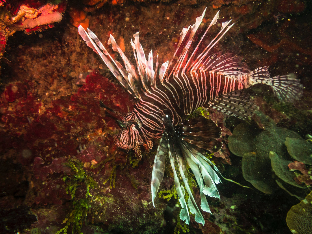 Ciudad Marina Dive Center-Sapzurro必去景点