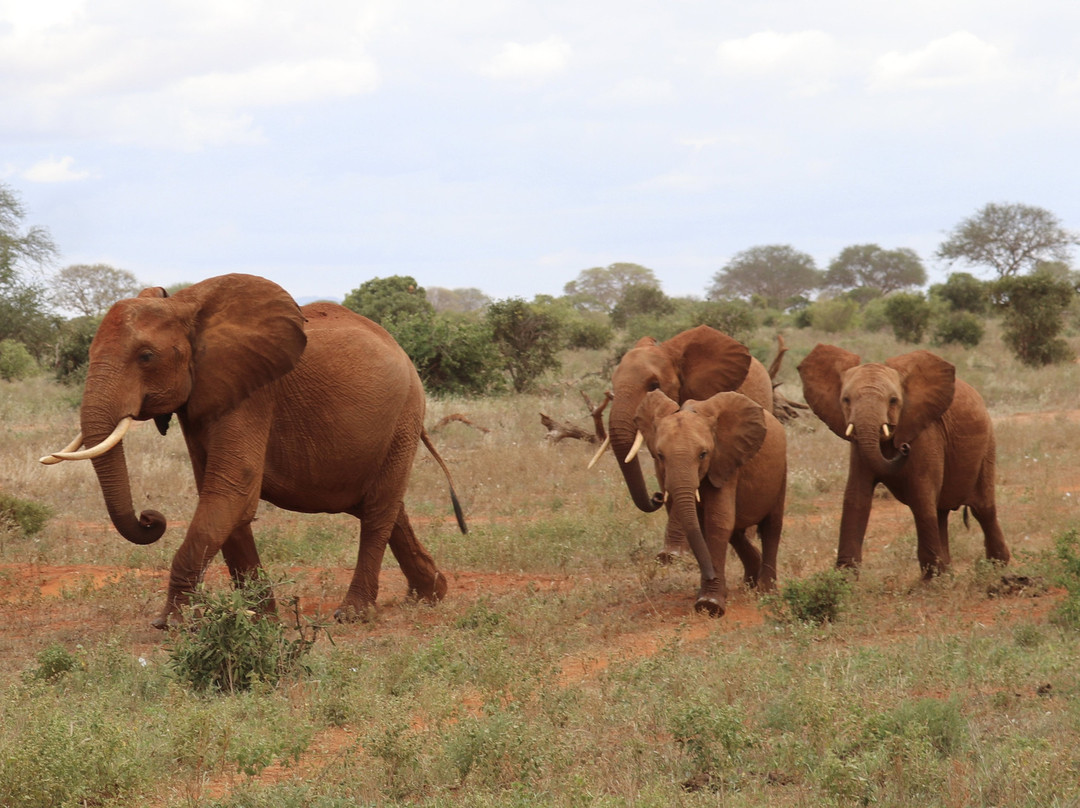 Jorim Tours And Safaris Day Tours-蒙巴萨必去景点