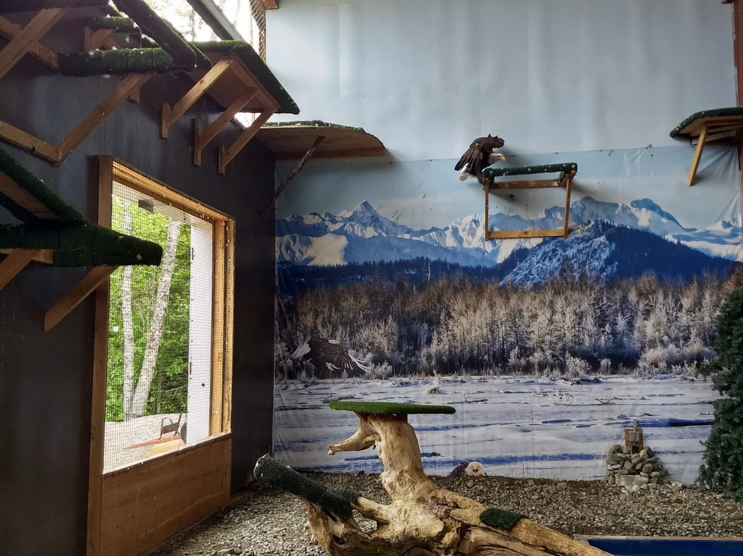 American Bald Eagle Foundation-海恩斯必去景点