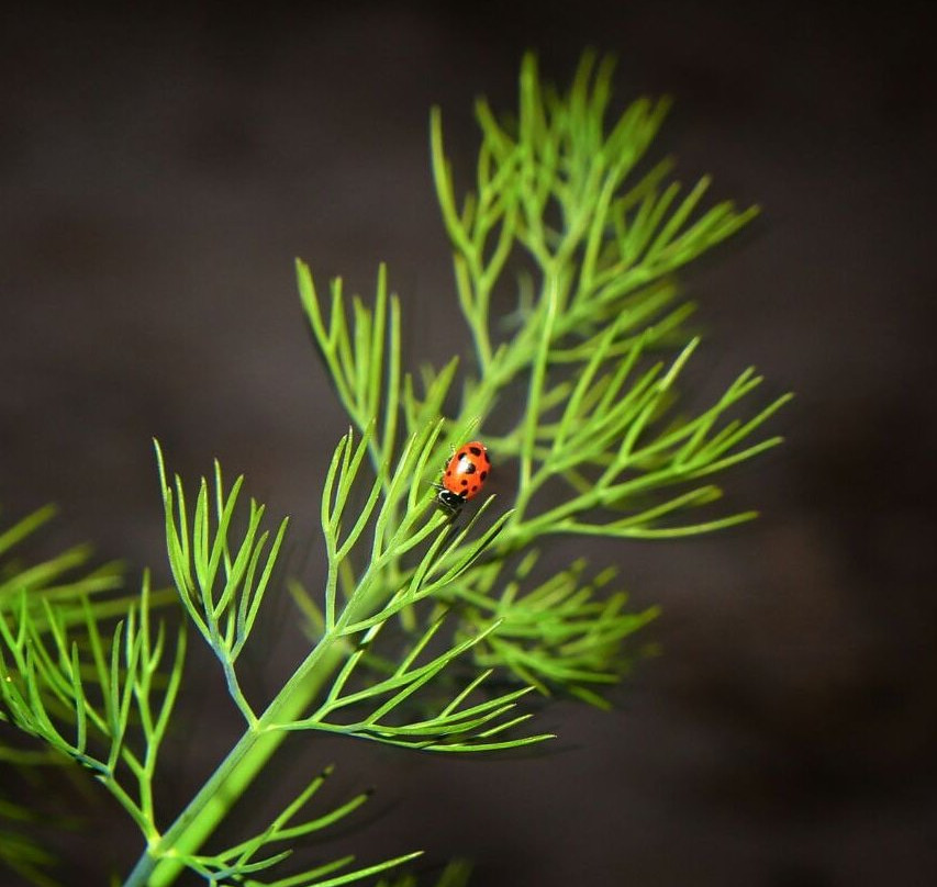 Wiiwii's Farm-吉萨必去景点