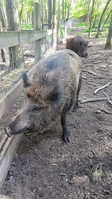 Wildschweingehege (Wild Pig Enclosure)-菲尔特必去景点