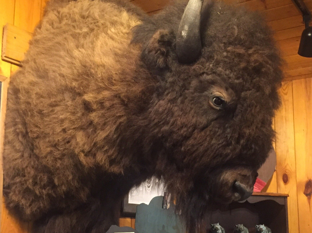 Wild Winds Buffalo Preserve景点图片