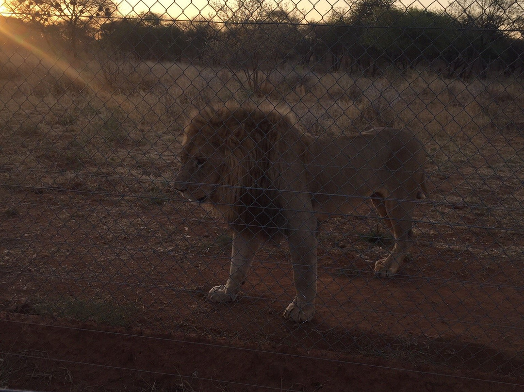 Lion Park Resort景点图片