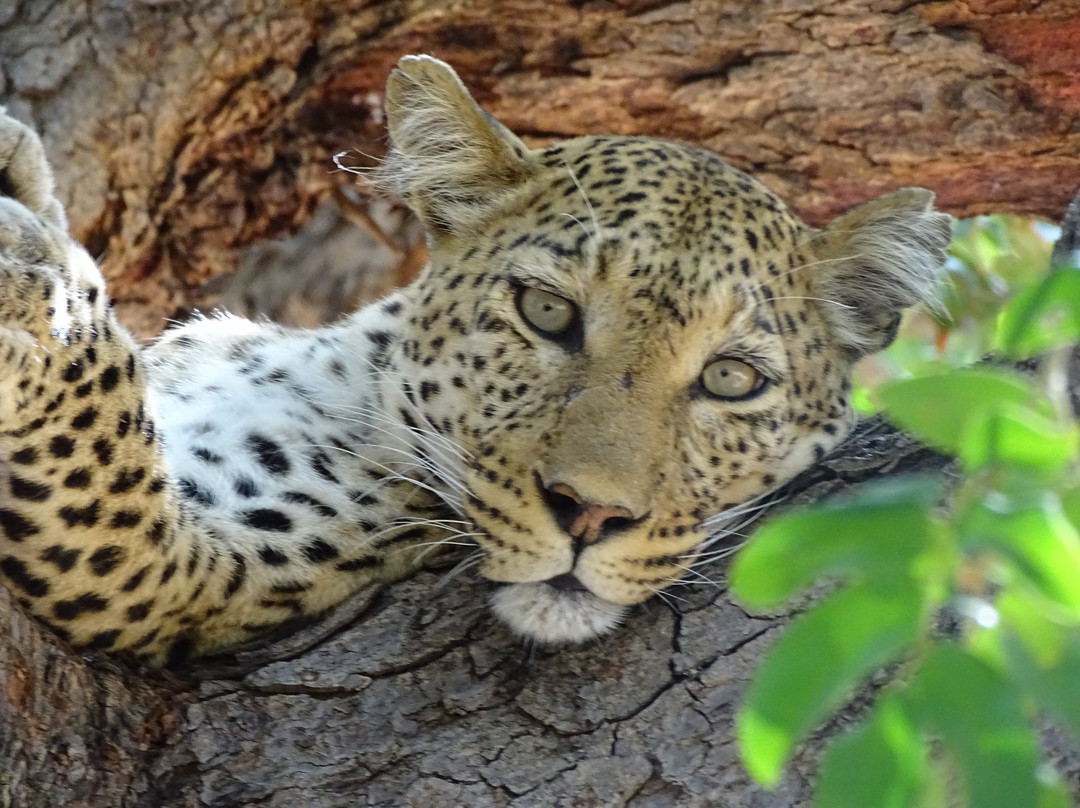 African Safari Experience