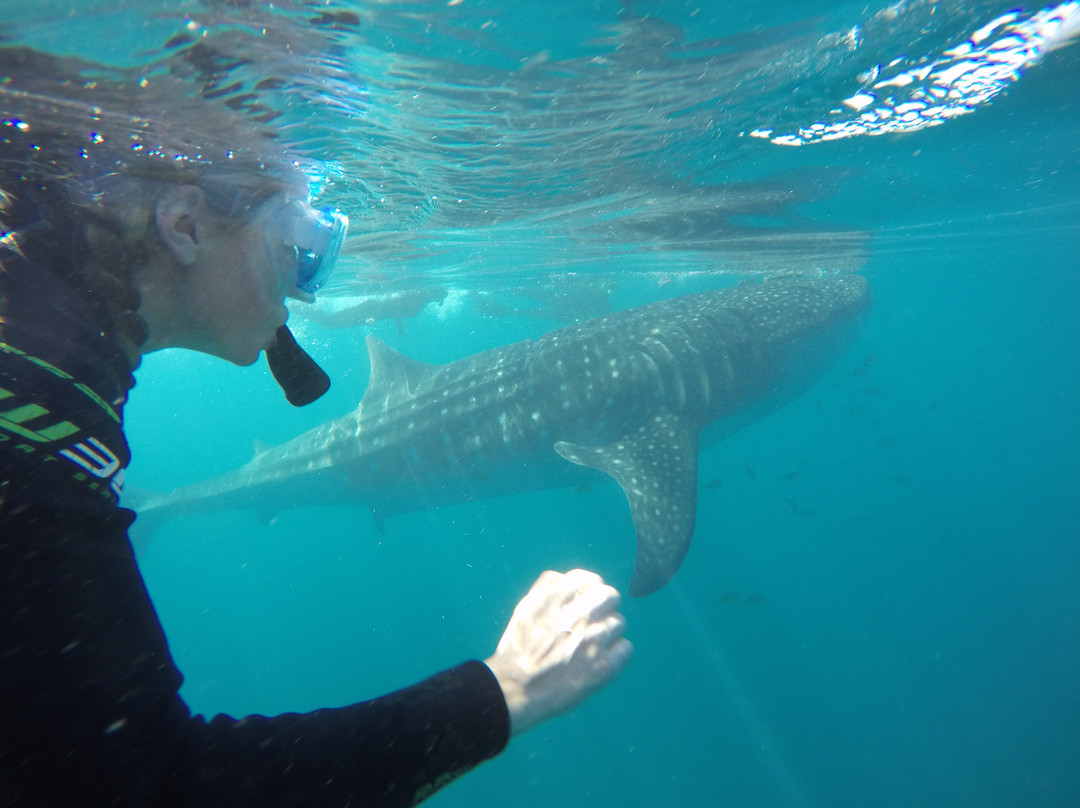 Baja Adventure Co.-拉巴斯必去景点