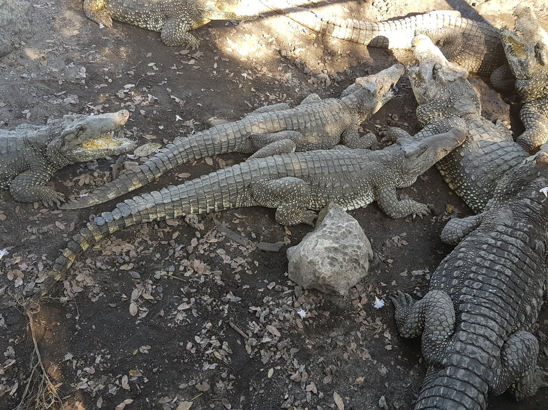 Península de Zapata National Park景点图片