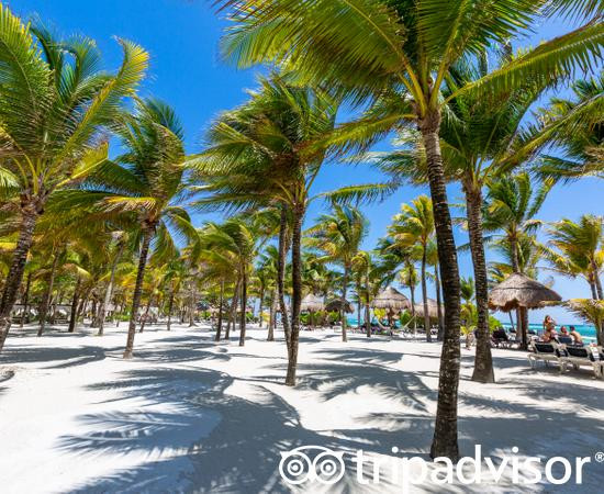 Grand Palladium Kantenah Resort & Spa主图