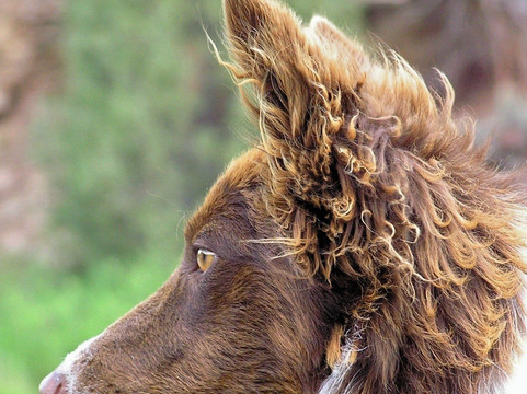 Colorado River Runs-Bond必去景点