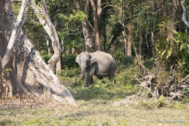 Kaziranga National Park景点图片