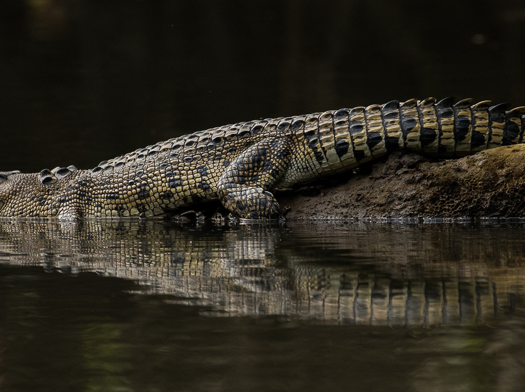 Solar Whisper Wildlife and Crocodile Cruises on the Daintree river景点图片