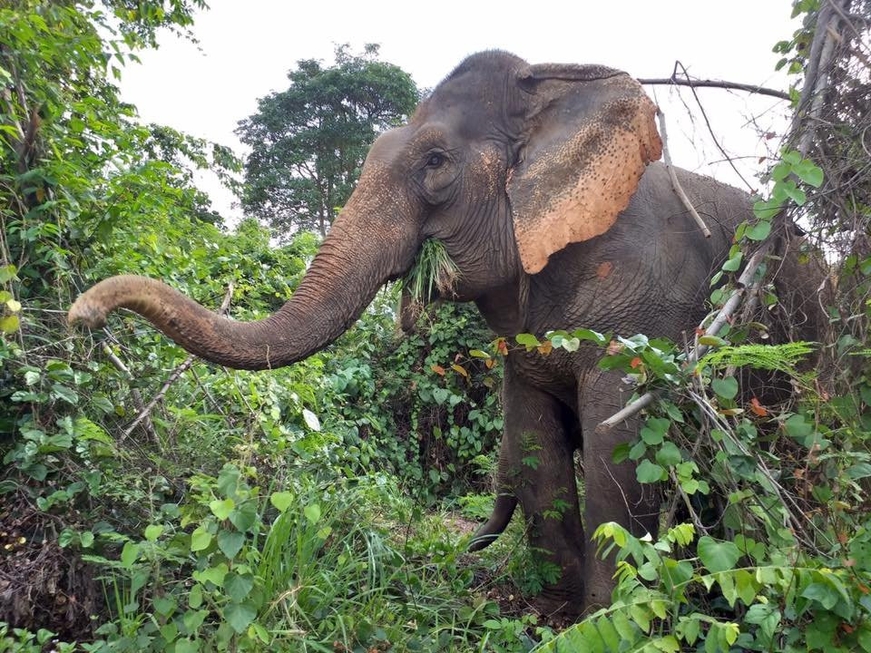 Pattaya Elephant Sanctuary景点图片