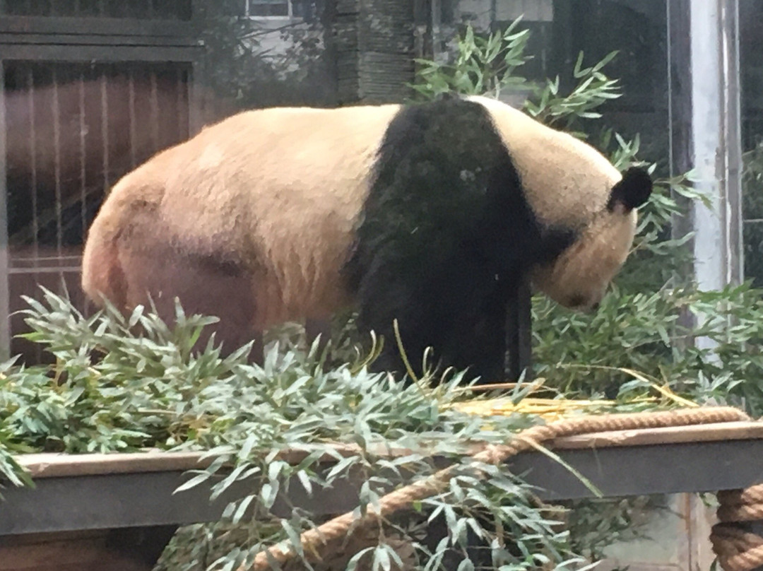熊猫世界景点图片