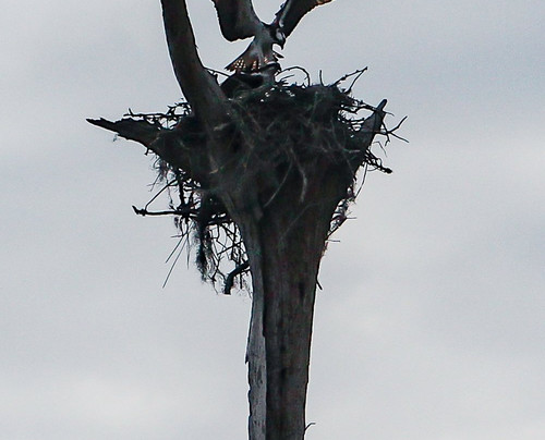 Osprey Guide Services - Tours-Yankeetown必去景点