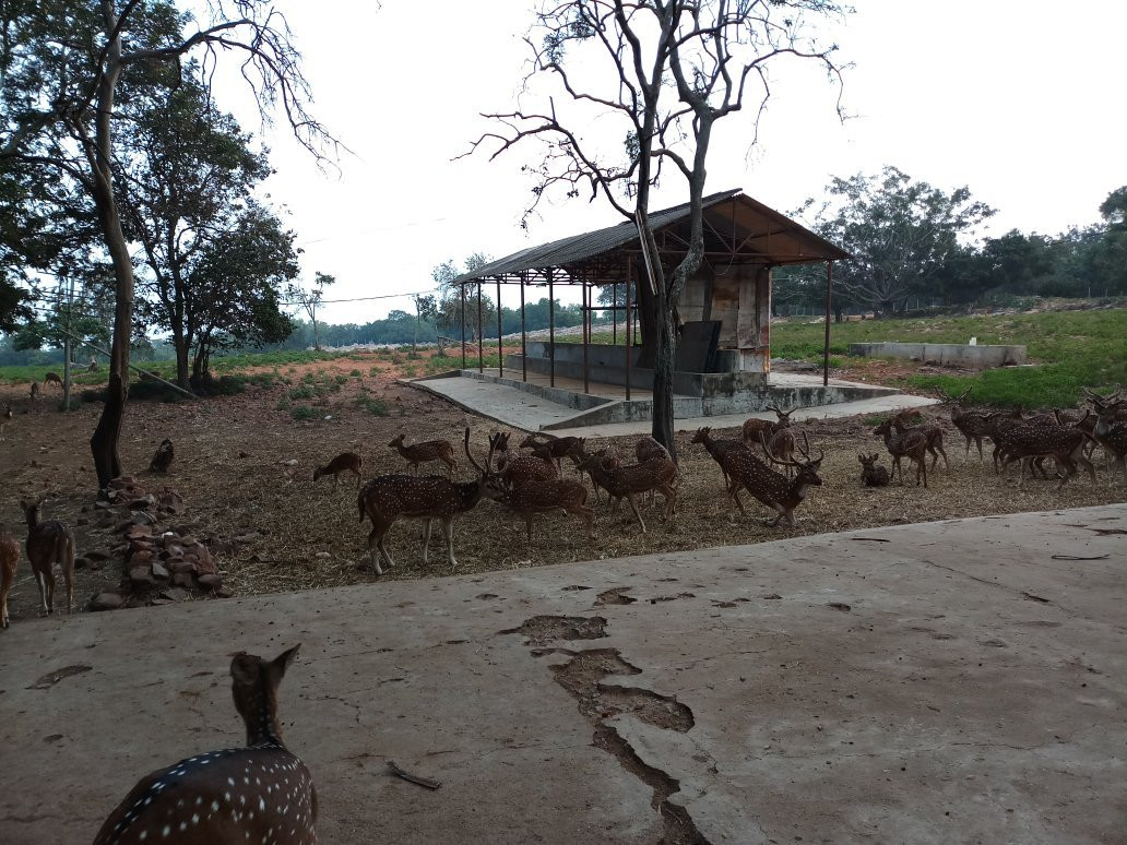 Deer Park景点图片