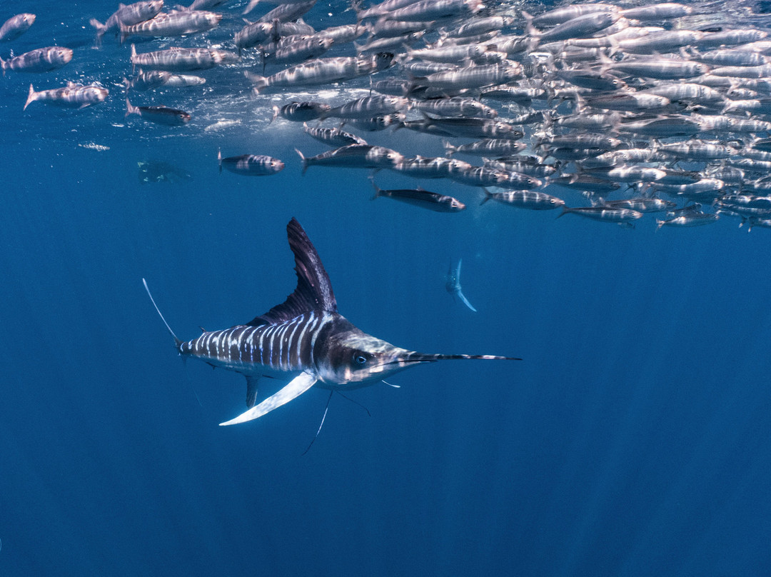 Nomad Diving-拉巴斯必去景点