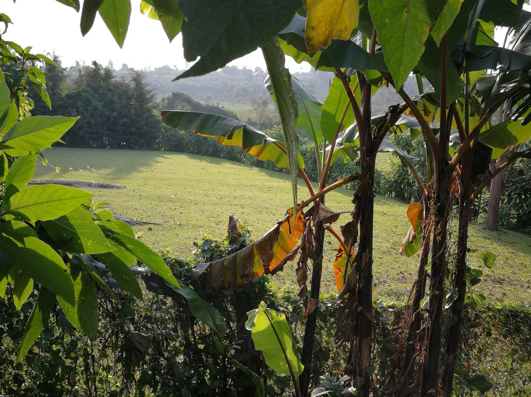 Ruwenzori View Guest House主图