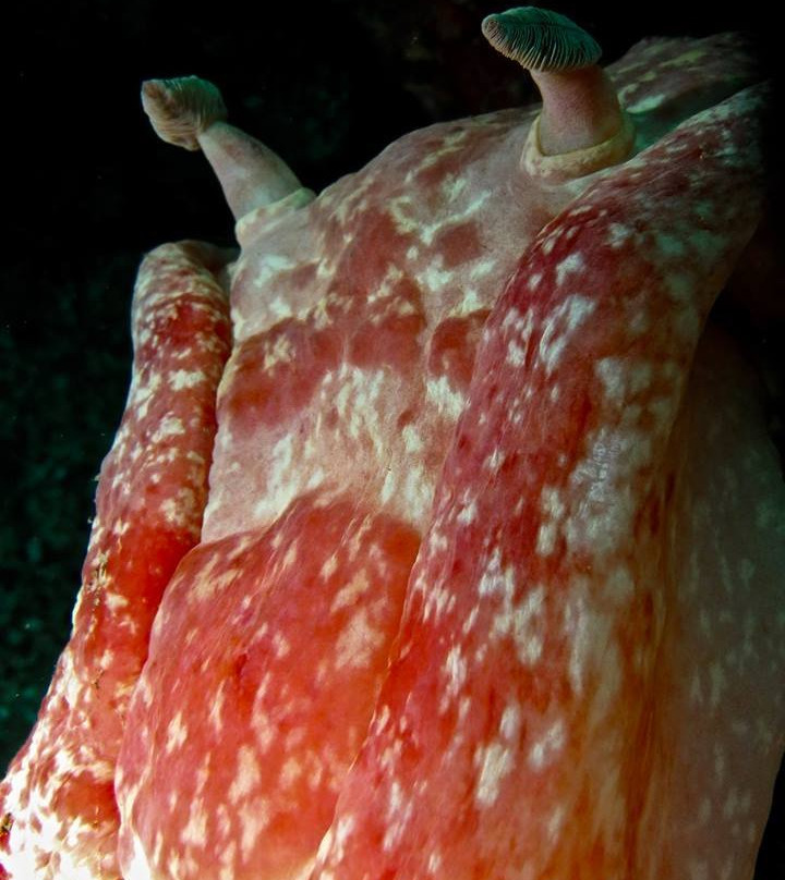 Musandam Discovery Diving-海塞卜必去景点