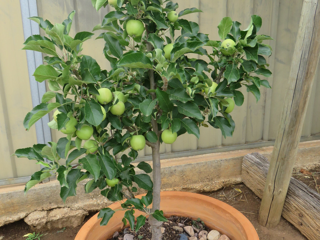 Angaston Vineyards Motel主图