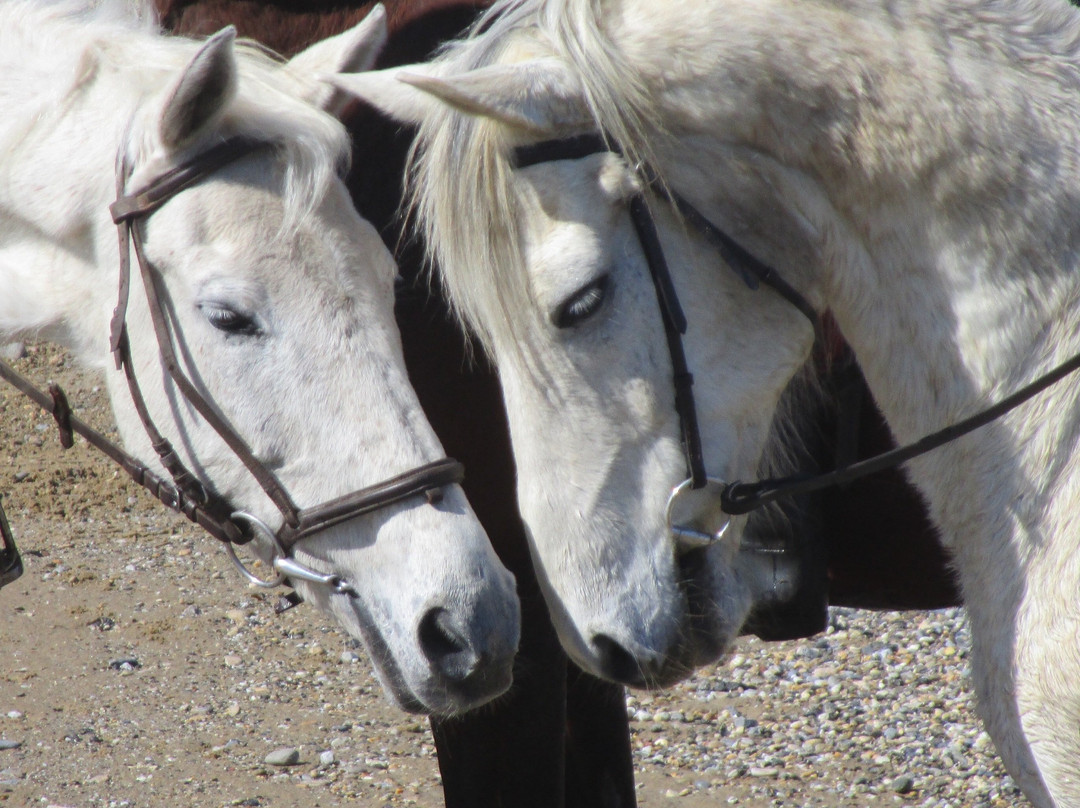 Horseriding Georgoupolis/ Grillo's Stable景点图片