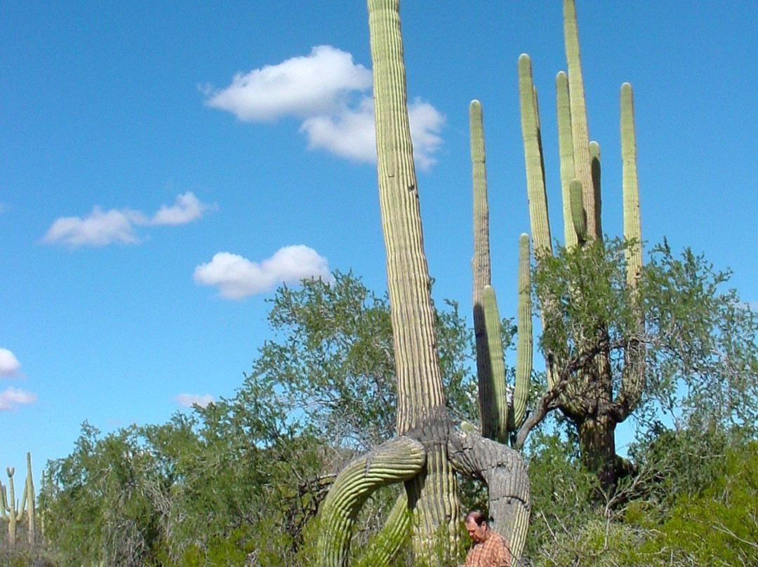 Saguaro National Park-图森必去景点