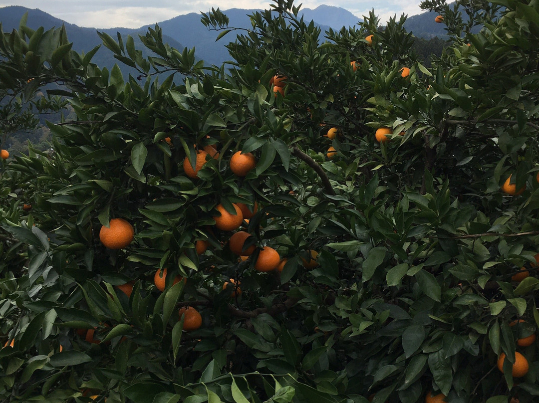 Kenchan Orange Orchard景点图片