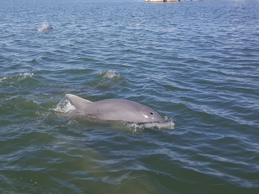 Dolphin Connection景点图片