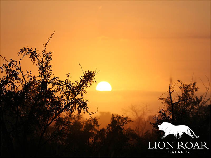 Lion Roar Safaris-尼斯普鲁特必去景点