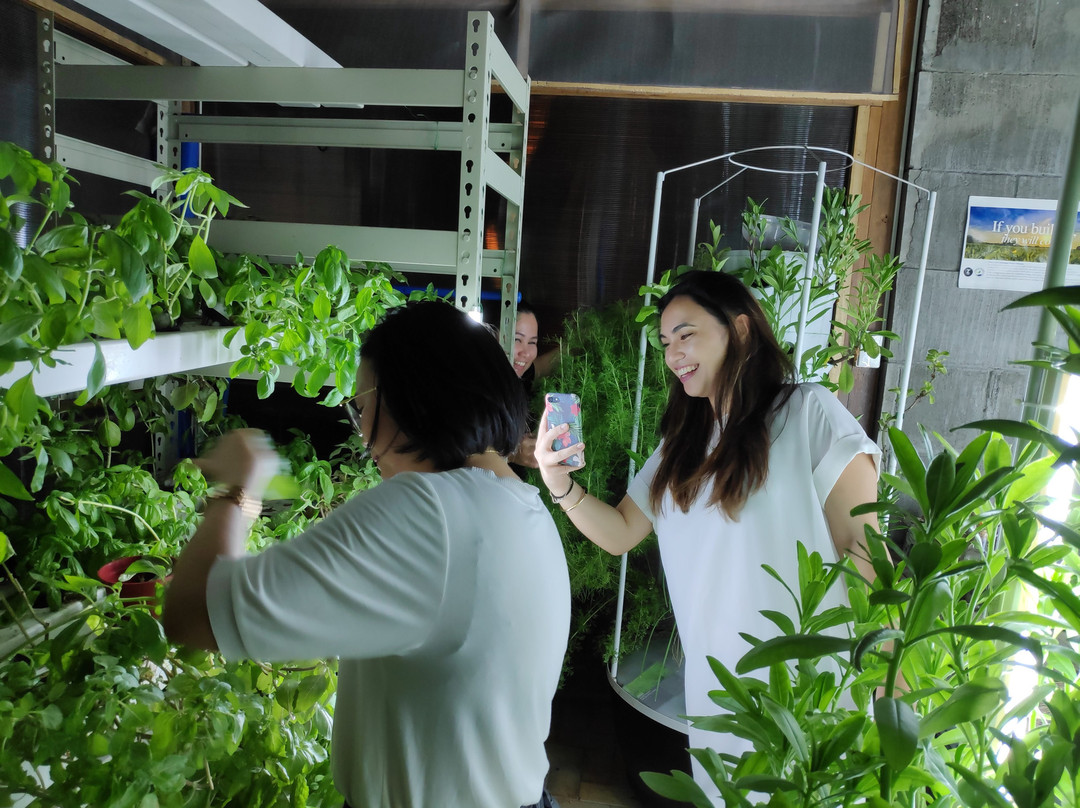 Urban Greens Hydroponic Farm Systems-马卡蒂必去景点