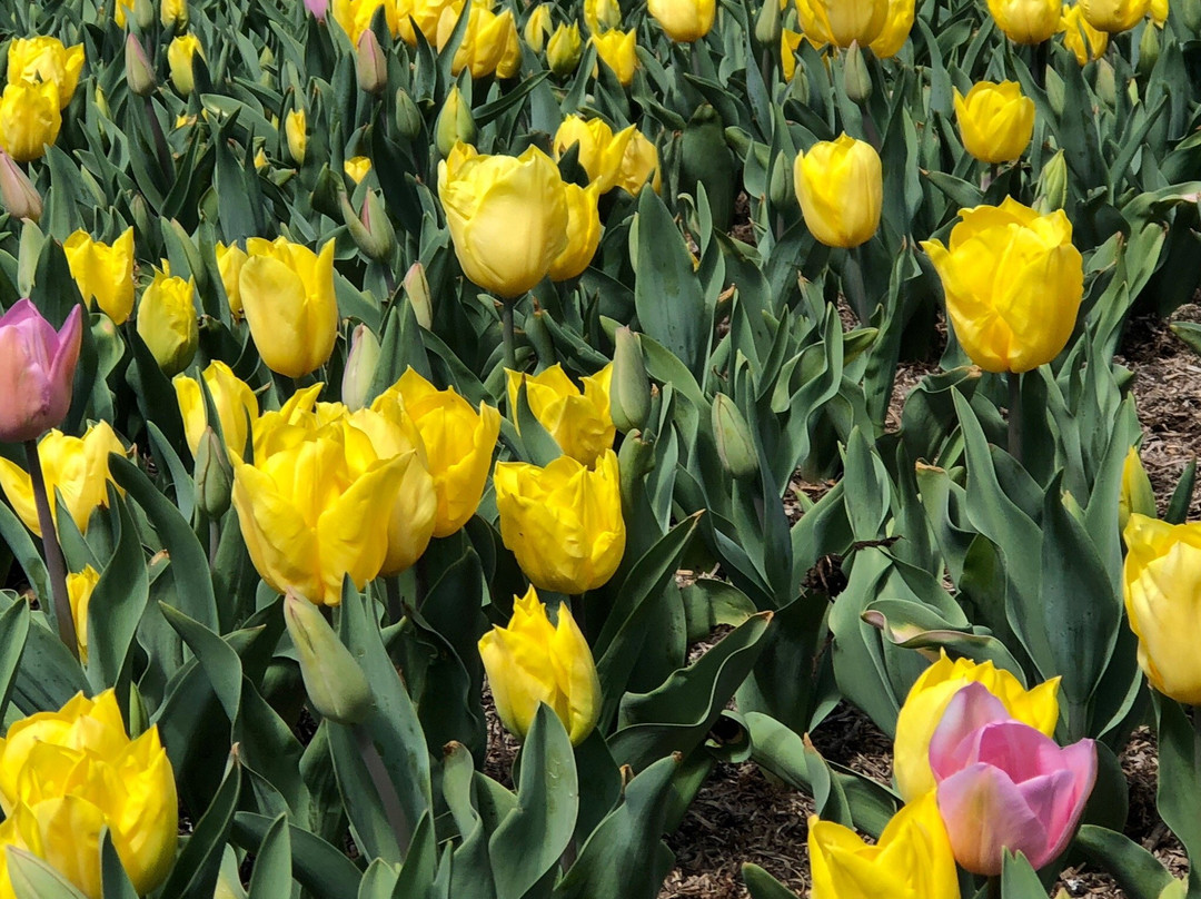 The Imperial Motel主图